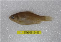 藏品(蘭氏鯽)的圖片